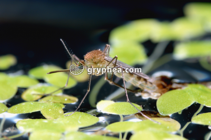 Moustique - Métamorphose (fin) - Femelle  - gryphea.com